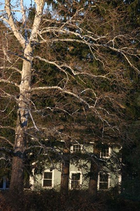 Framed Sycamore House Vertical Print