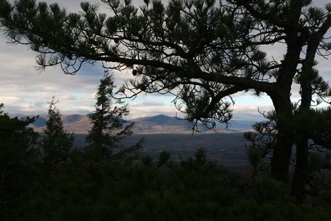 Framed Treeline Pine Print