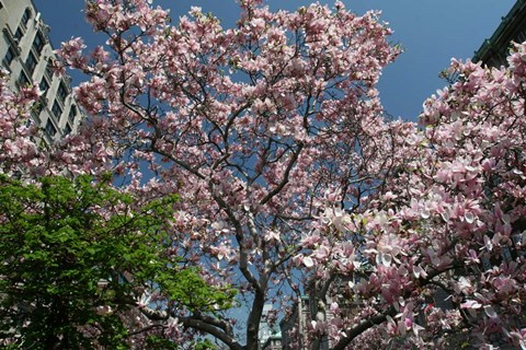 Framed Urban Spring Print