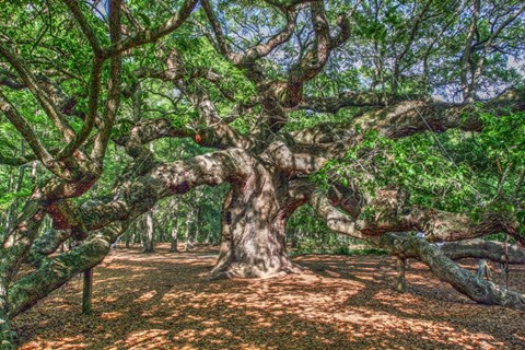Framed Angel Oak Print