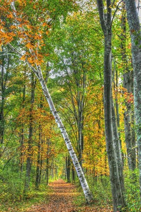 Framed Birch Over The Trail Print