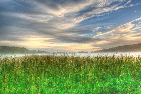 Framed Cattails And Sky Print