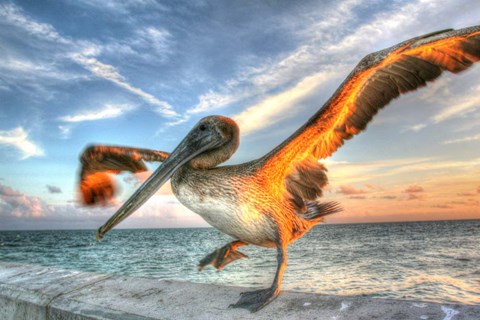 Framed Dancing Pelican Print