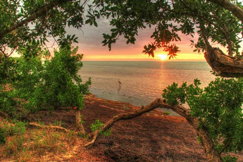 Framed Dawn Egret Print