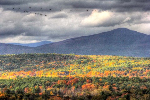Framed Flying South Print