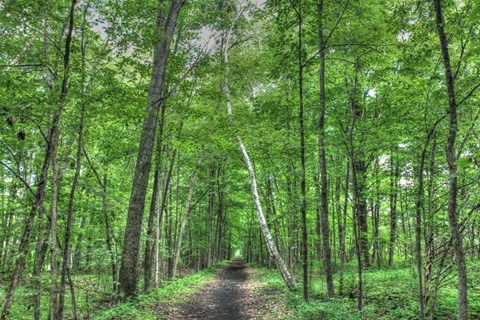 Framed Forest Birch Print