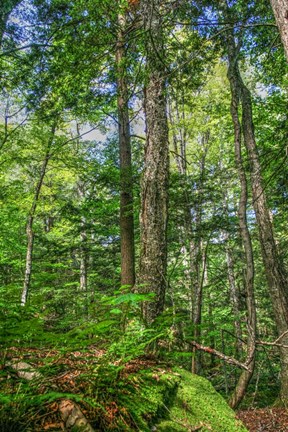 Framed Forest Vertical Print