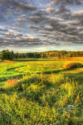 Framed Garden Views Print