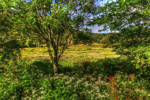 Framed Hobart Meadow Print