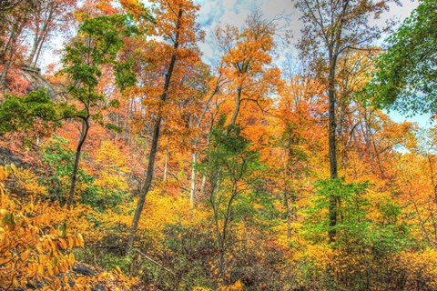 Framed Inwood Park Horizontal Print