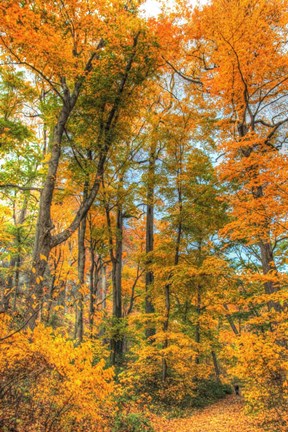 Framed Inwood Park Vertical Print