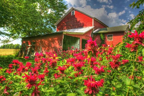 Framed Monarda And Red Barn Print