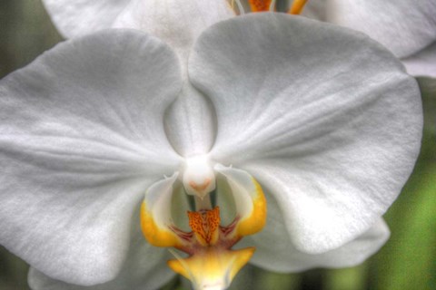 Framed Orchid Detail Print