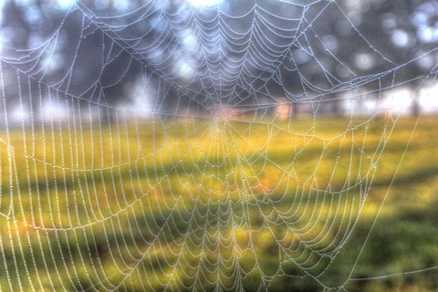 Framed Paddock Web Print