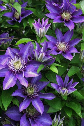 Framed Purple Flowers Print