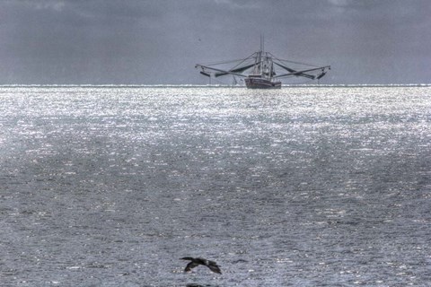 Framed Shrimper And Cormarant Print