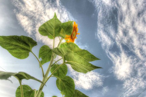 Framed Sunflower Sky Print