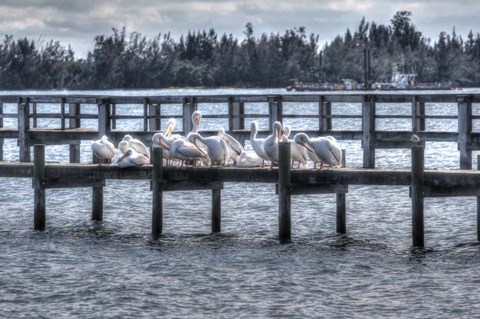 Framed White Pelicans And Piers Print