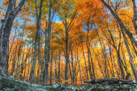 Framed Winding Hills Park Print