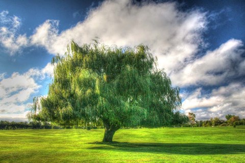 Framed 1,000 Islands Tree Print