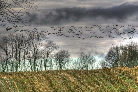 Framed Autumn Grey Sky And Geese Print
