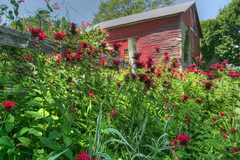 Framed Barn And Minarda 1 Print