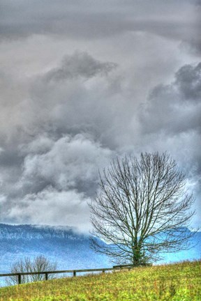 Framed BC Bare Tree Vertical Print