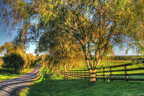 Framed BC Willow Road Print