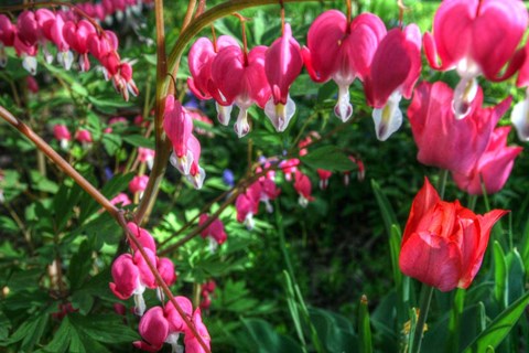 Framed Bleeding Hearts 4 Print