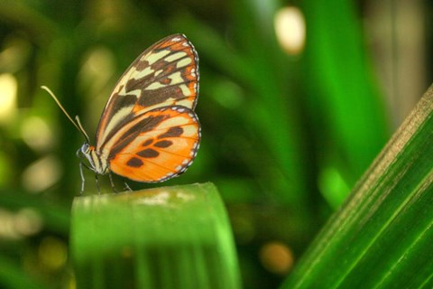 Framed Butterfly 1 Print