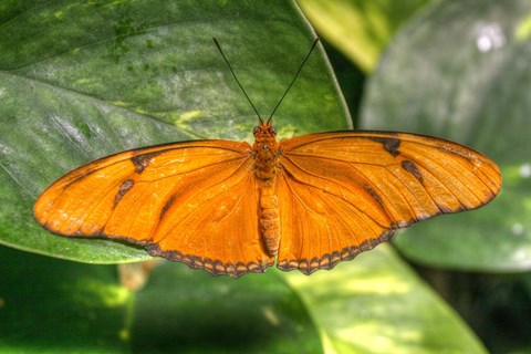 Framed Butterfly 2 Print
