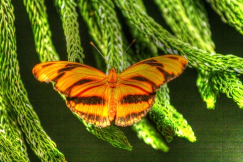 Framed Butterfly 4 Print