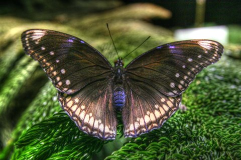 Framed Butterfly 6 Print