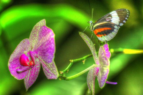 Framed Butterfly 7 Print