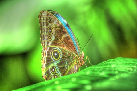 Framed Butterfly 9 Print