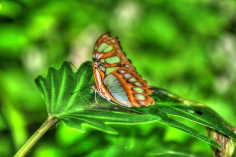 Framed Butterfly 10 Print
