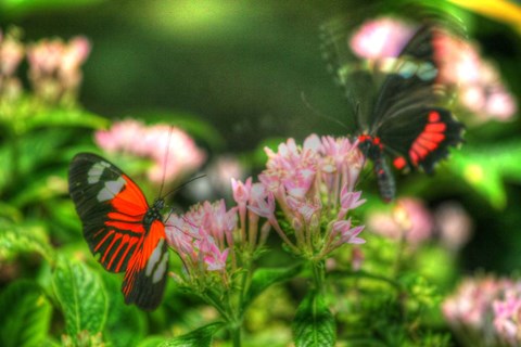 Framed Butterfly 11 Print