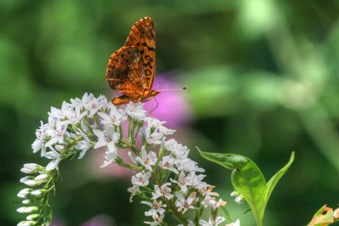Framed Butterfly 12 Print