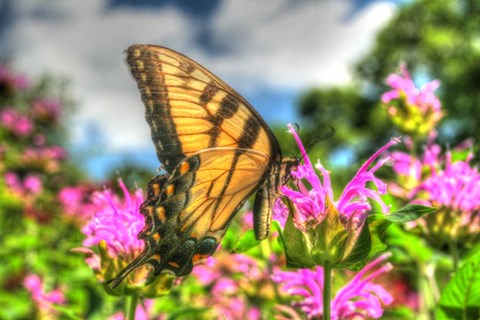 Framed Butterfly 13 Print