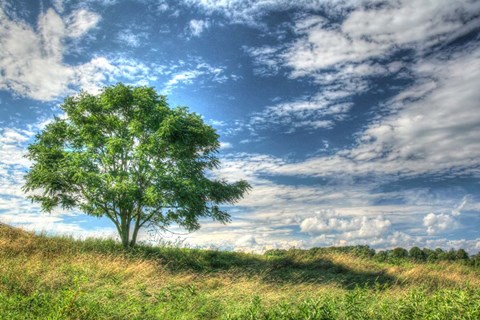 Framed Cornwall Tree Print