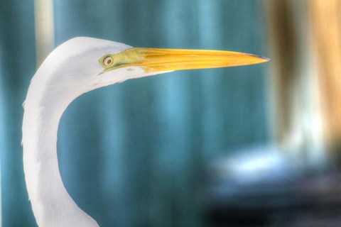 Framed Egret CU Print