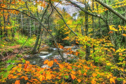 Framed Fall Brook Orange Fo Print