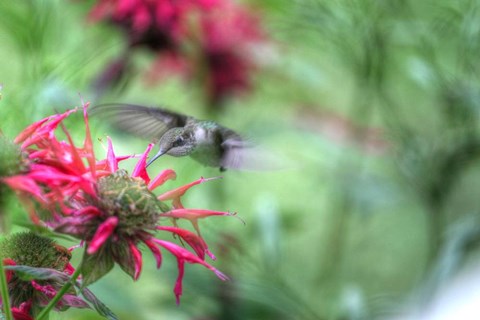 Framed Hummingbird 1 Print