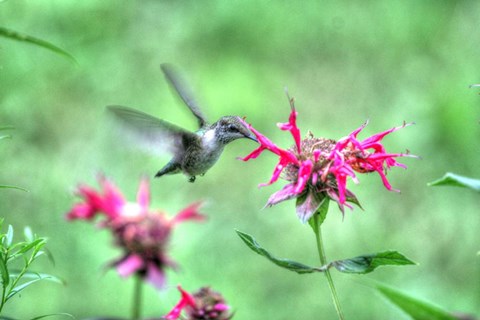 Framed Hummingbird 2 Print