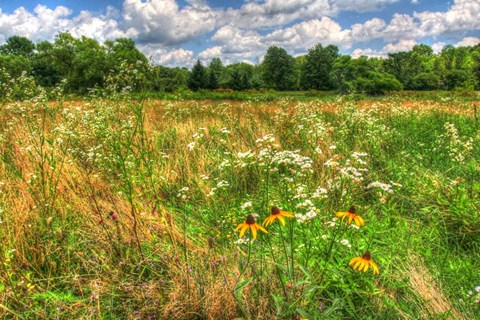 Framed Late Summer Meadow Print