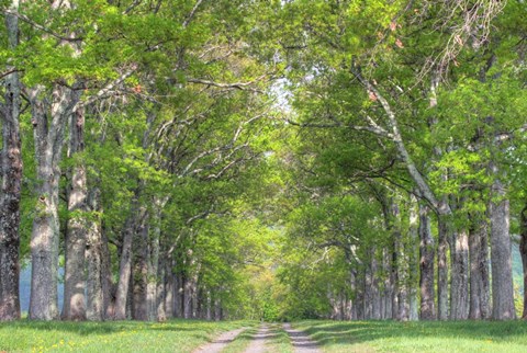 Framed Mohonk IV Print