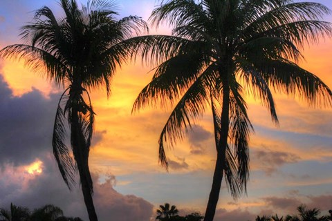 Framed Key West Two Palm Sunrise Print