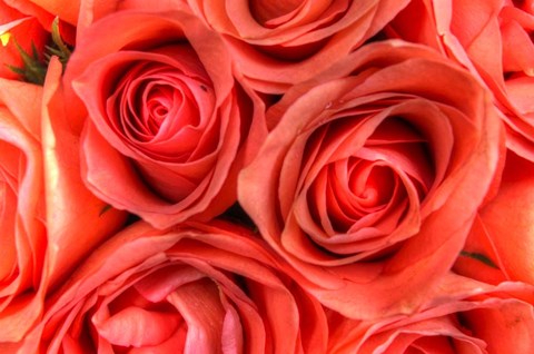 Framed Roses in a Bunch Print