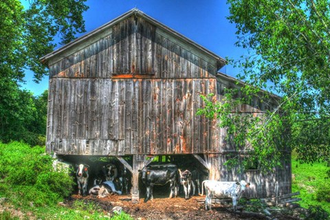 Framed Old Barn and Cows Print