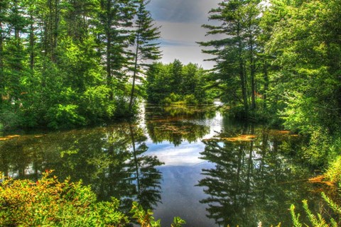 Framed Pond and Pines Print